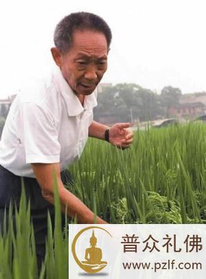 “杂交水稻”之父——袁隆平