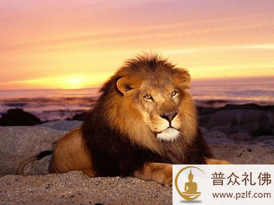 佛经中的「狮子虫」是怎样的一个概念
